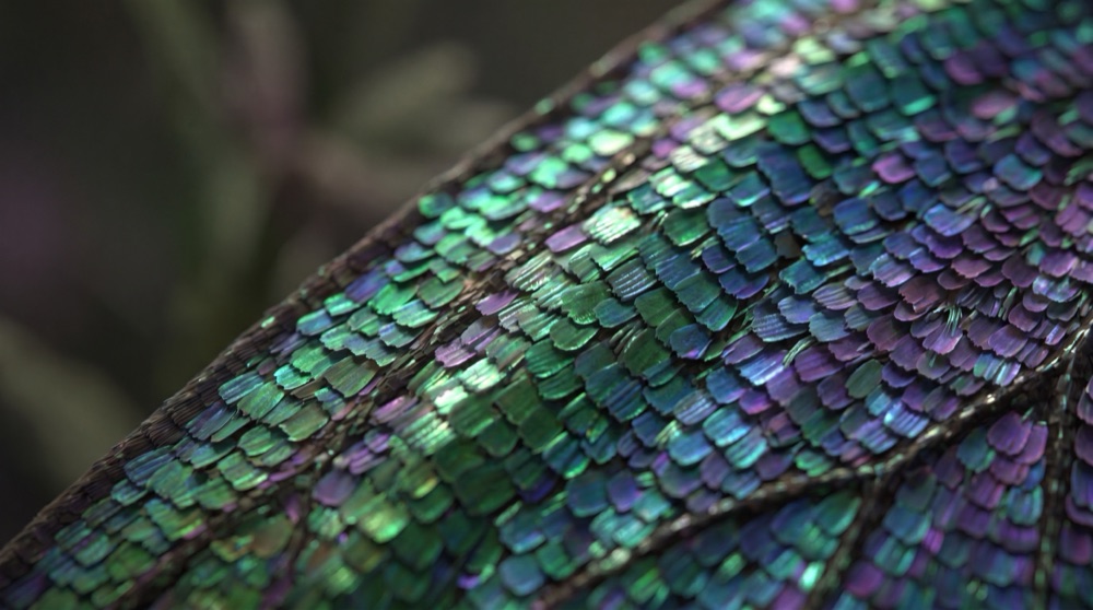 Iridescentni metulj — makro